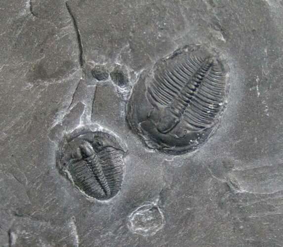 Pair of Small Elrathia Trilobites #6746